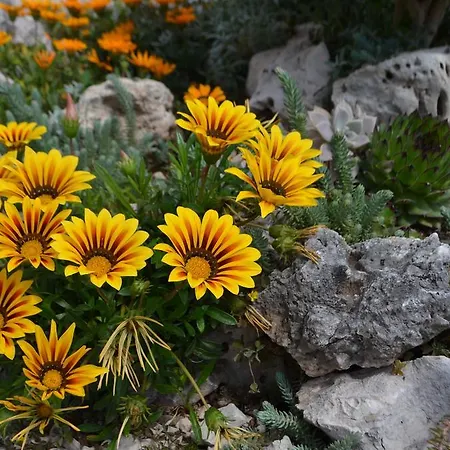 Gracin Zorka * Primošten