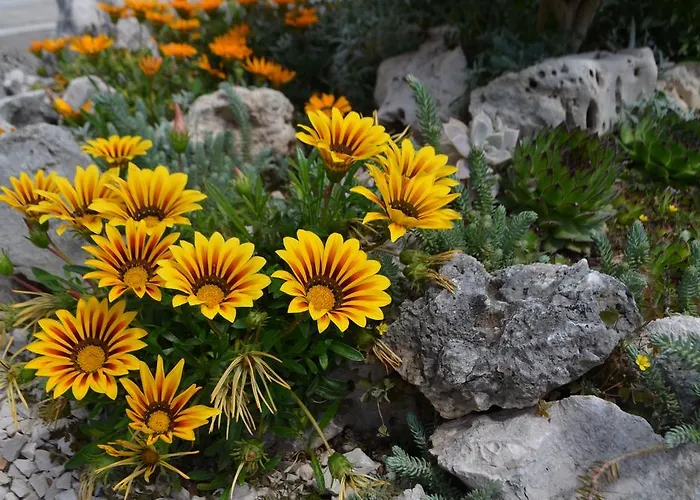 Gracin Zorka * Primošten